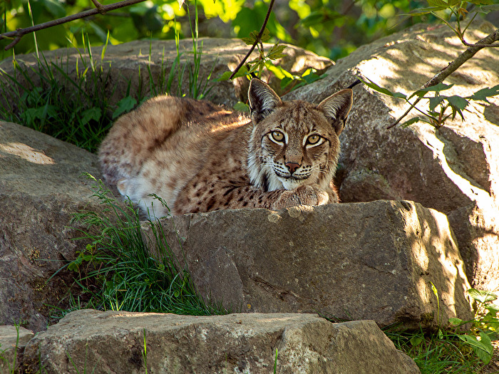 Luchs Greifvogelstation Hellenthal