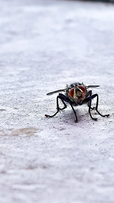 Mosca
