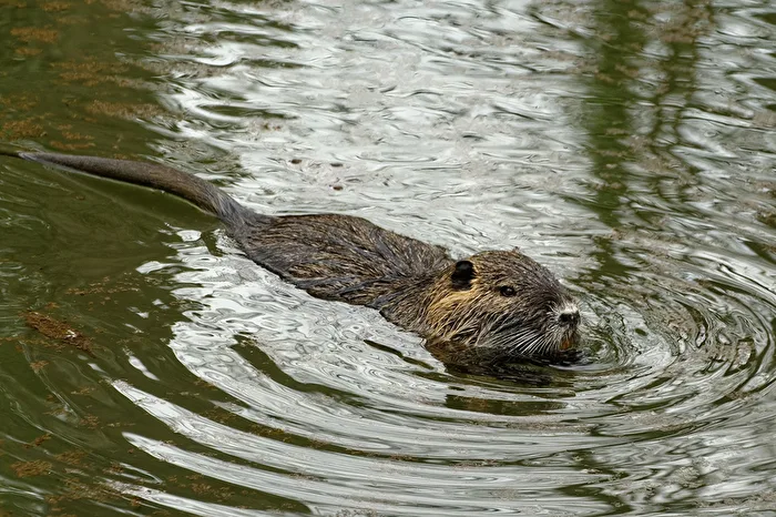 Nutria