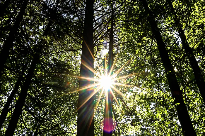 Gegenlicht