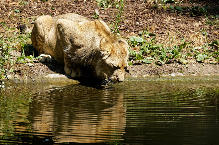 junger Löwe