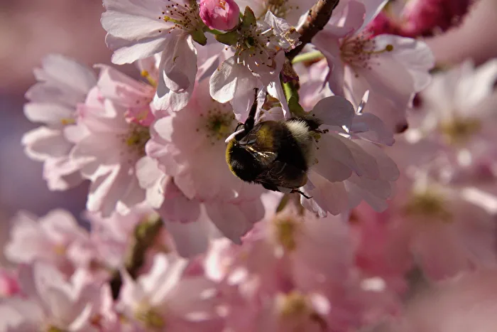 Hummel bei der Arbeit