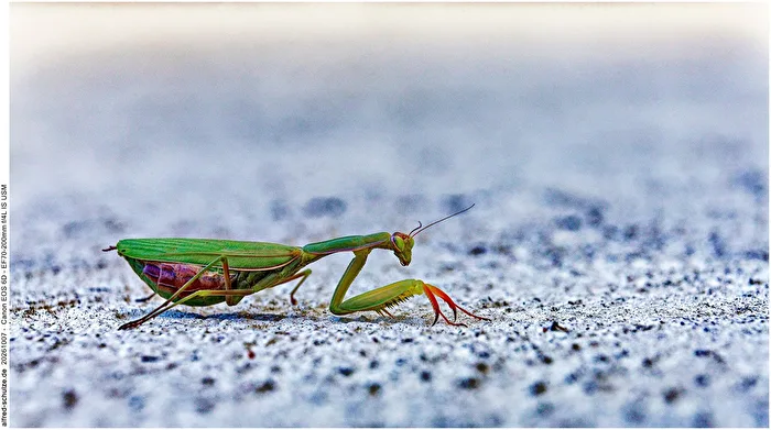 the visitor - macro