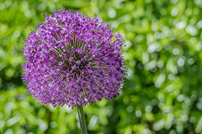 Allium