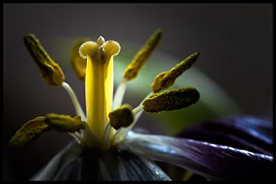 Blumenstempel