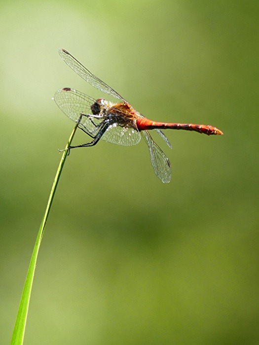 Libelle VIII