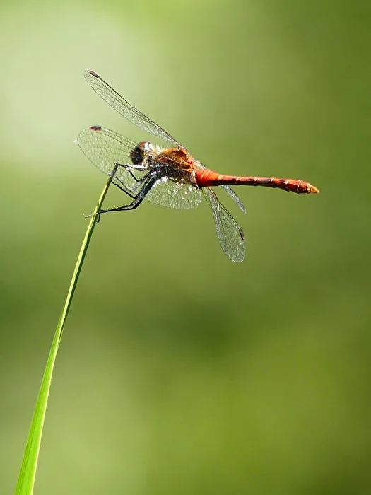 Libelle VIII