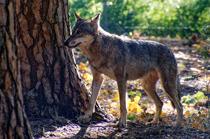Wolf