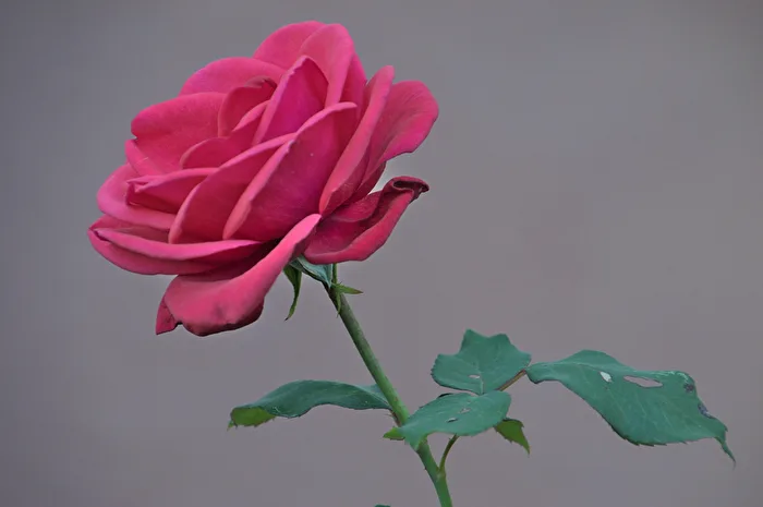 Everything is coming up roses