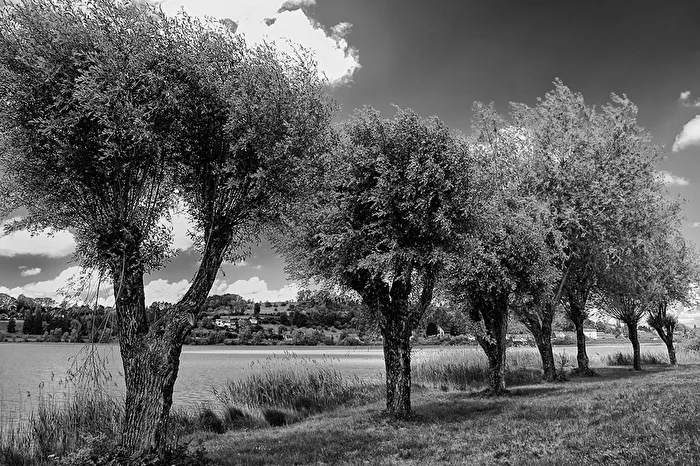 Arbres riverains en noir et blanc calme