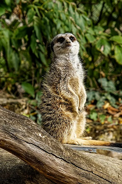Meerkat
