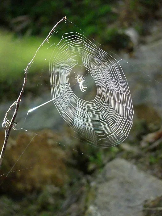 Spinnenradnetz