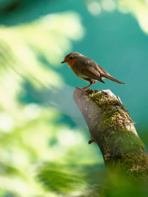 Rotkehlchen