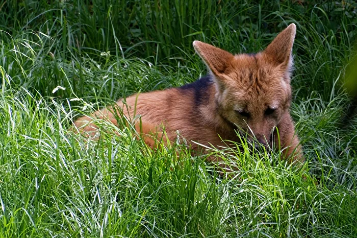 Mähnenwolf
