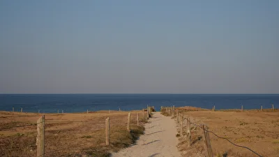 Morgentliche Hunde-Runde
