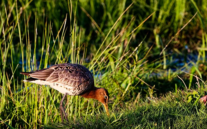 Black-tailed Godwit (Limosa limosa)