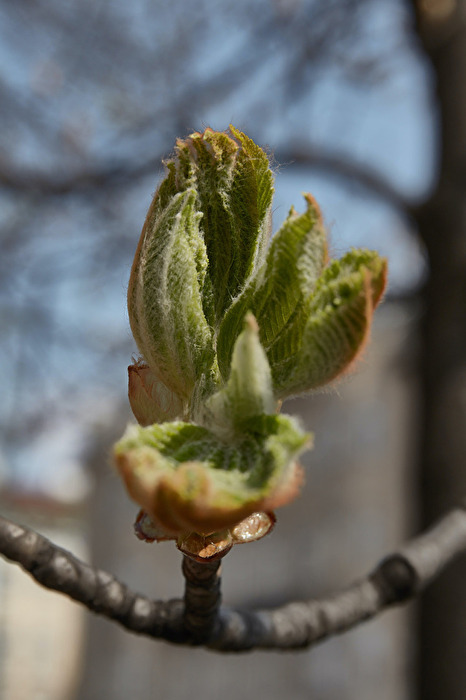 Närrischer Kastanienbaum