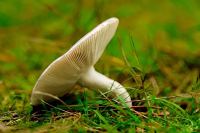 Frauentäubling
