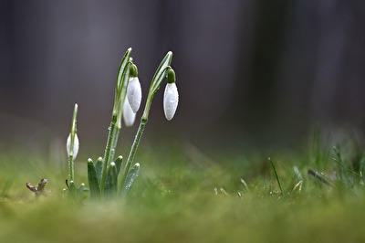 Schneeglöckchen
