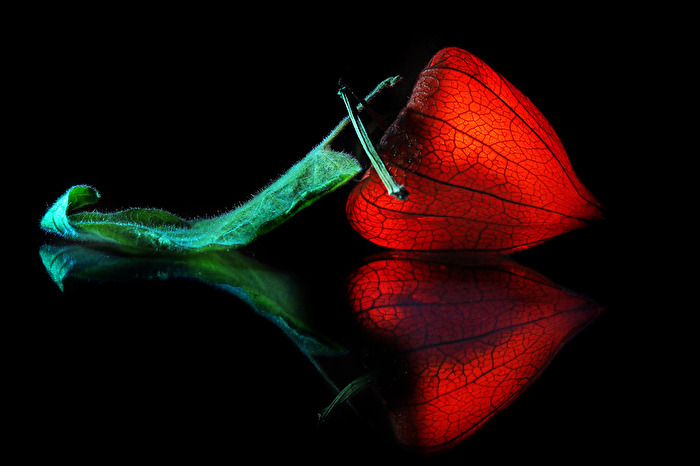 Physalis
