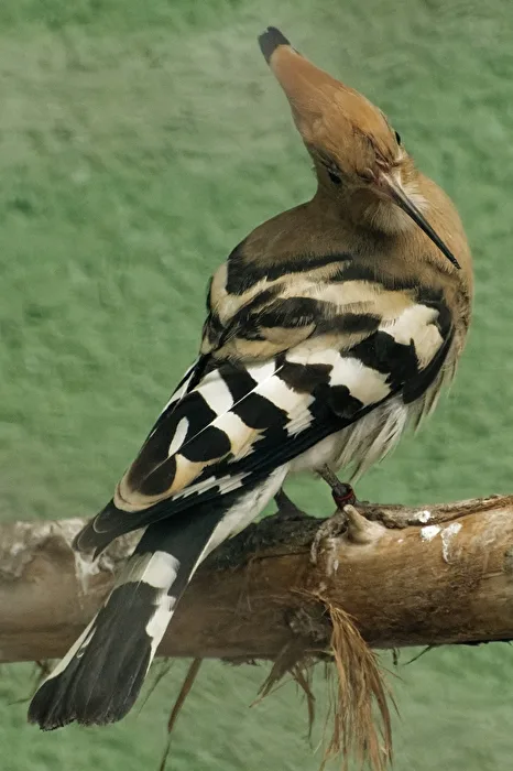 Upupa