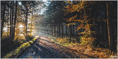 Ins Licht