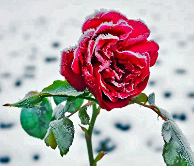 Rose nach der kalten Nacht Wintermärchen