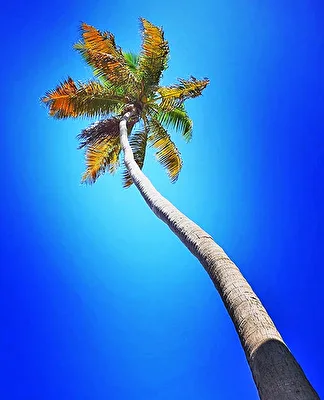Palme im Sturm...