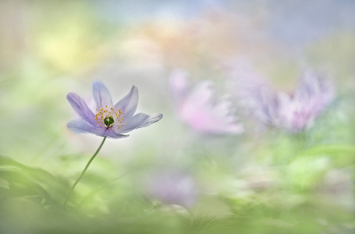 Buschwindröschen ...,