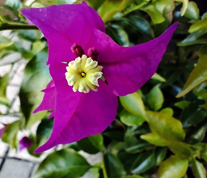 Bougainvillea
