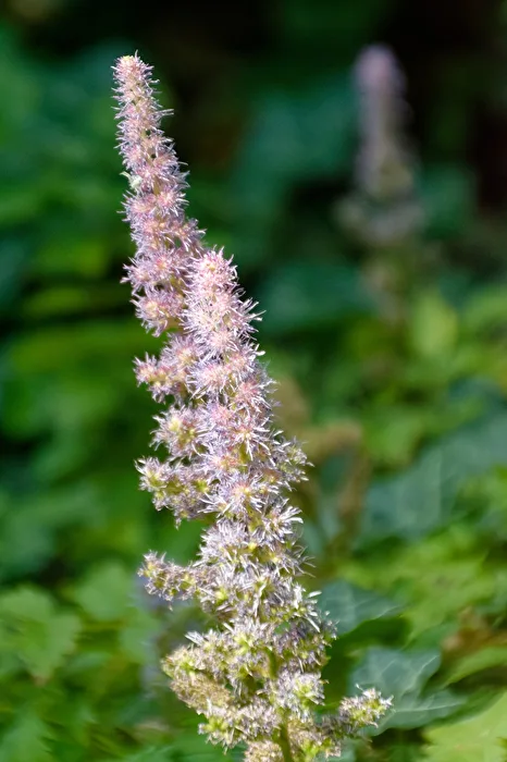 Blüten