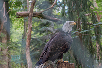 Der König der Lüfte