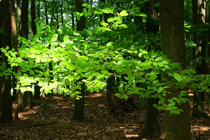 Licht im Wald