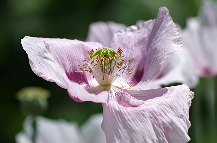 Ein Herz für Blumen