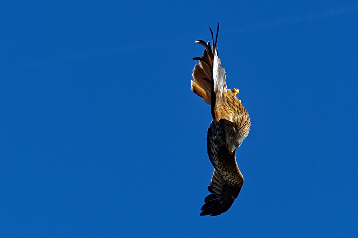 Rotmilan im Sturzflug