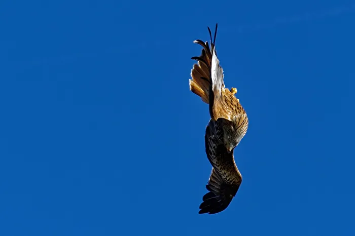 Red kite in a dive
