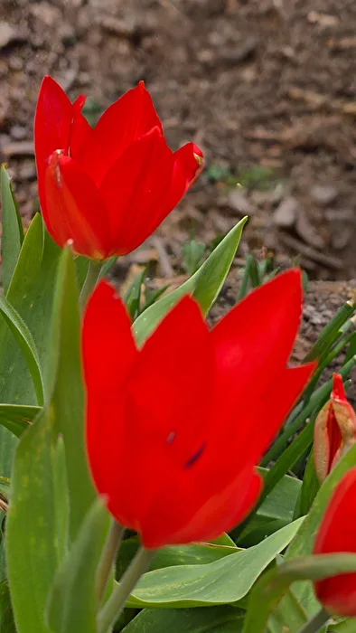Tulpenblüten