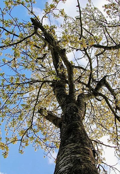 Frühling 2