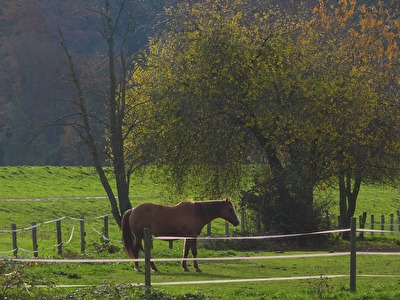 Auf der Koppel