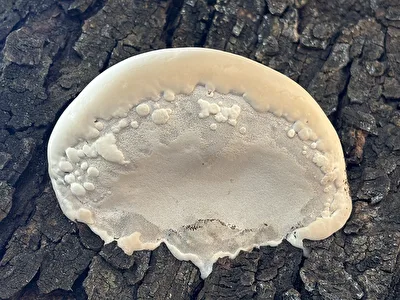 Baumpilz, der mich stark an eine Qualle erinnert