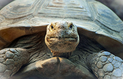 Schildkröten Aug in Aug mit der Weisheit...