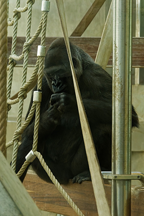 Gorilla