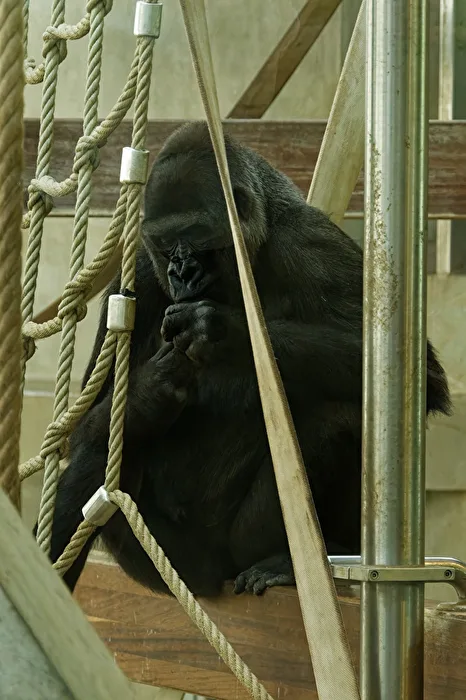 Gorilla