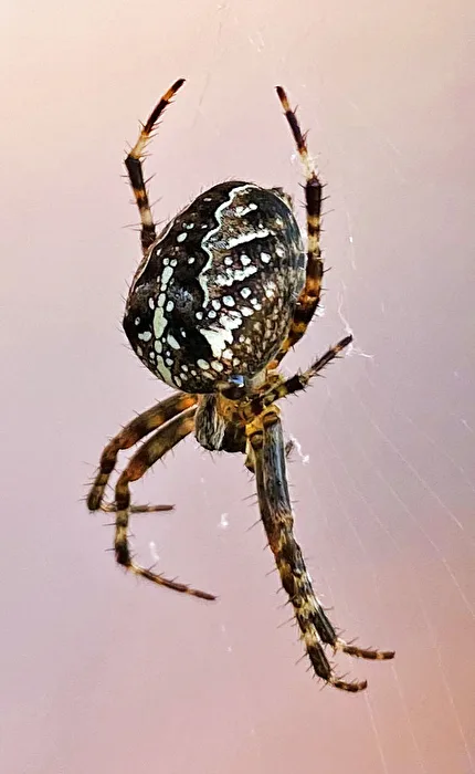 Aberglaube - Spinne am Morgen, bringt…