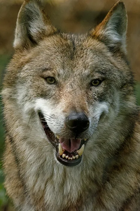European Wolf