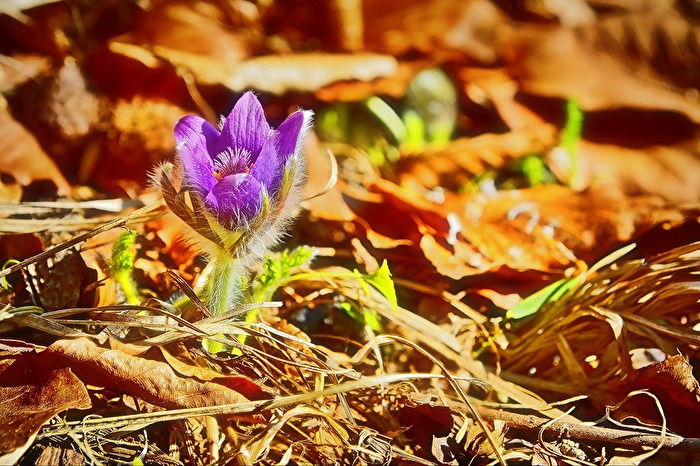 Küchenschelle  (Pulsatilla vulgaris)