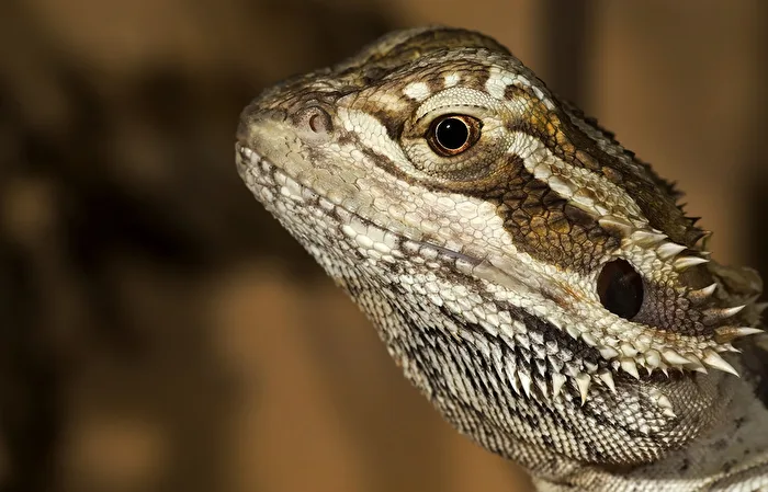 Bartagame