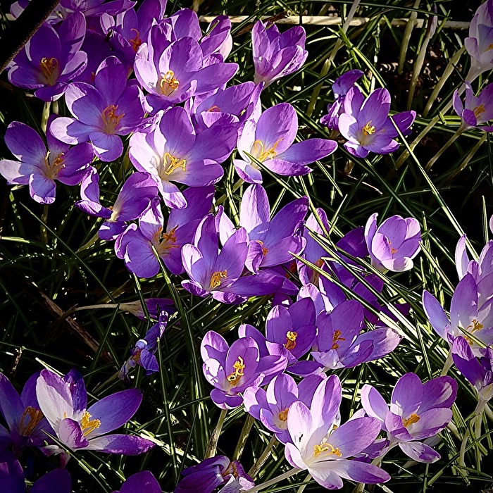 Frühling ist‘s. Ja, du bist‘s. Dich hab ich vernommen