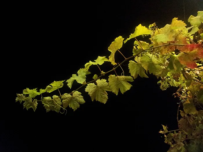 Grape Vine