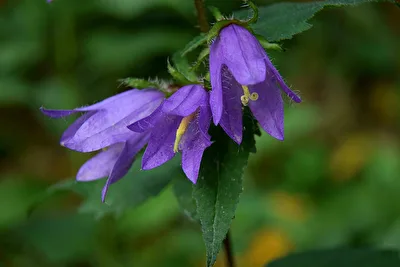 Glockenblume